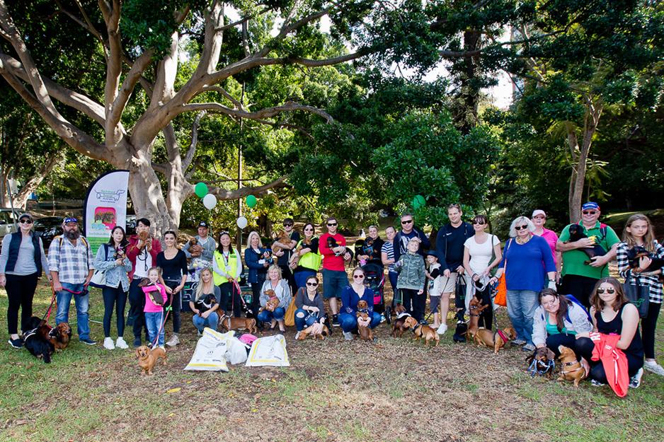 Charity-Success-Story-Dachshund-Rescue-Australia-Inc