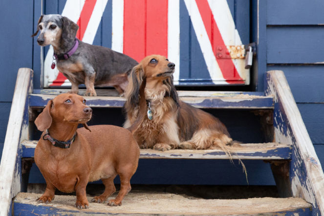 Dachshunds-Brighton_-26LR-re
