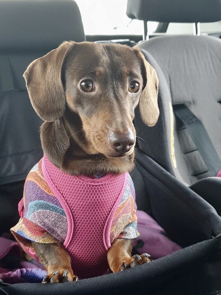 Ava rehomed